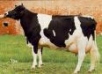 Frisona