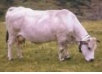 Piemontese