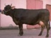 Rendena