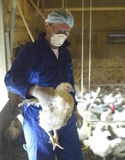controlli veterinari